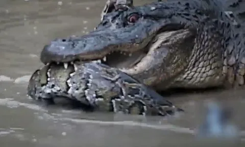 CLIP: 'Ná thở' xem màn thủy chiến giữa trăn Miến Điện và cá sấu châu Mỹ