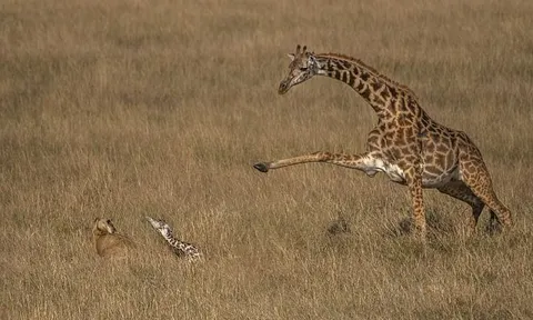 CLIP: Hươu cao cổ mẹ chật vật chống chọi với sư tử để bảo vệ con non