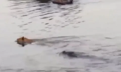 CLIP: Đang vượt sông, sư tử bị cá sấu đớp cho rớt hàm
