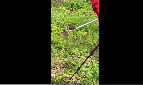 CLIP: Rắn hổ mang chúa hung hăng tấn công khi bị vây bắt