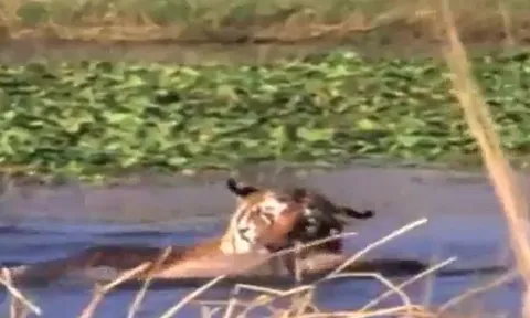 CLIP: Đói quá hóa liều, hổ xuống nước giành mồi với chúa tể đầm lầy và cái kết khó đoán