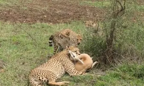 CLIP: Báo săn hạ gục linh dương trong tích tắc