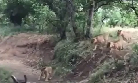 CLIP: Phát hiện đồng bọn bị đàn sư tử tấn công, lửng mật lao lại ứng cứu và cái kết