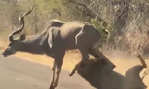 CLIP: Lao tới săn linh dương, sư tử bị đạp cho sấp mặt nhưng cái kết mới gây chú ý