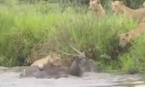 CLIP: Đàn sư tử lao xuống nước truy sát linh dương và cái kết khiến người xem 'sốc' nặng