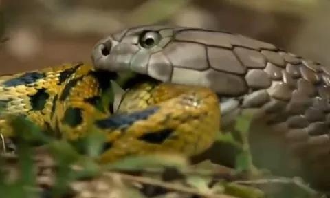 CLIP: Đụng độ rắn hổ mang chúa 'khủng', trăn gấm nhận cái kết đầy đau đớn