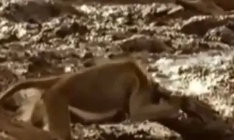 CLIP: Bị cá sấu táp trúng đầu, khỉ đầu chó vẫn thoát chết ngoạn mục nhờ 'vị cứu tinh'