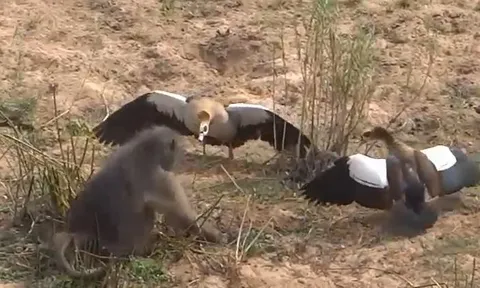CLIP: Bị cướp mất trứng, cặp ngỗng Ai Cập điên cuồng tấn công khỉ đầu chó và cái kết