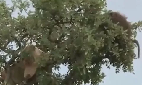 CLIP: Sư tử leo lên cây săn khỉ đầu chó và cái kết gây chú ý