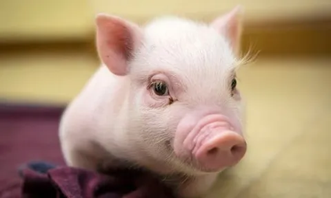 Đầu tháng 3, sinh khí tràn đầy, 4 con giáp sau đây sẽ có tài lộc dồi dào, sự nghiệp suôn sẻ