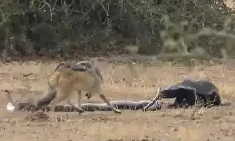 CLIP: Mãn nhãn xem cuộc chiến tay 3 của lửng mật, trăn và chó rừng