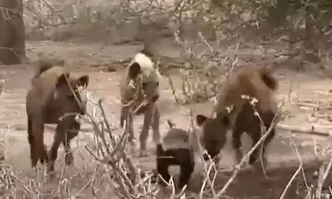 CLIP: Một mình đối đầu với một con linh cẩu, lửng mật vẫn thắng thế ngoạn mục 