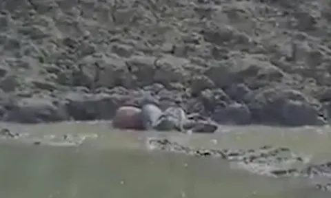 CLIP: Trăn 'khủng' từ dưới nước tung cú đớp chết chóc, đoạt mạng nai trong chớp mắt