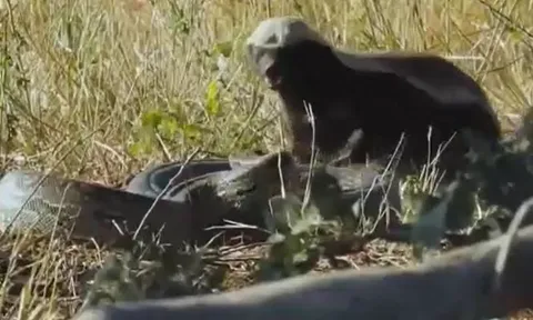 CLIP: Lửng mật liều mạng tấn công trăn đá châu Phi 'khủng' và cái kết