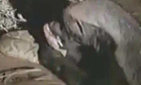 CLIP: Chủ động tấn công rắn tử thần, lửng mật ngất xỉu vì trúng độc và cái kết khiến người xem 'sốc' ngang