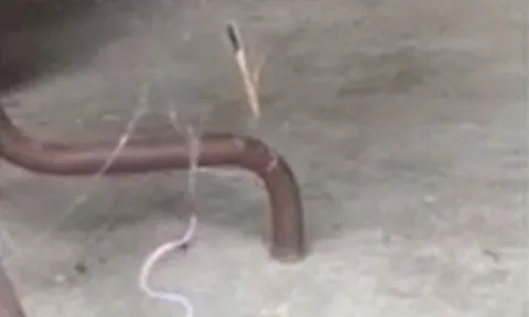 CLIP: Rơi vào bẫy của nhện lưng đỏ, rắn đen bụng đỏ nhận cái kết khó đoán