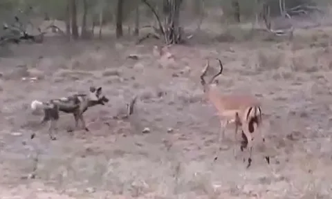 CLIP: Bị chó hoang châu Phi moi ruột, linh dương Impala vẫn đứng dậy chống trả và cái kết