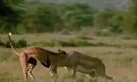 CLIP: Tóm gọn được linh dương, báo săn vẫn phải đón nhận cái kết bẽ mặt