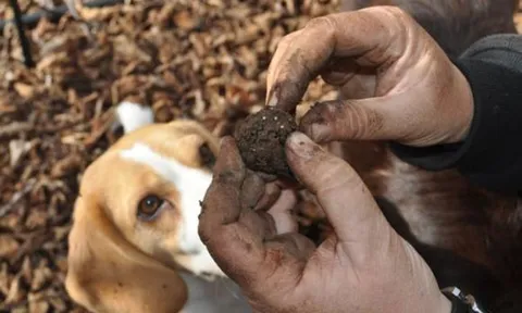 Loại thực phẩm được ví như 'vàng đen', có giá trên trời, nhiều người phải thuê cả chó chuyên dụng để săn lùng