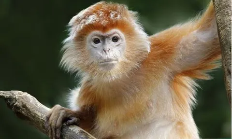 Từ ngày 3/3, 4 con giáp sau đây cần lưu ý những điều này để tránh quyết định sai lầm, bị cám dỗ