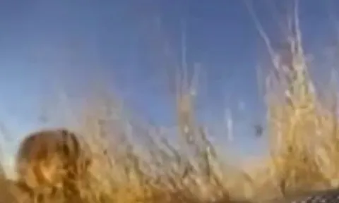 CLIP: Bắt gặp con rắn hổ mang chúa, đàn sư tử làm ra hành động lạ