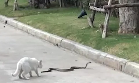 CLIP: Đụng độ mèo, rắn hổ mang chúa vội vã chạy trốn