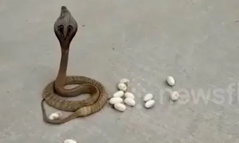 CLIP: 'Rùng mình' trước cảnh rắn hổ mang đẻ trứng giữa đường phố