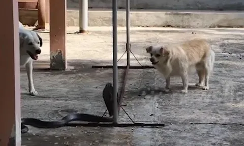 CLIP: Rắn hổ mang chúa và chó nhà đối đầu, đâu mới là kẻ chiến thắng?