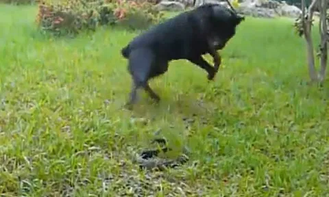 CLIP: Mãn nhãn xem màn tử chiến 'nảy lửa' của chó Rottweiler và rắn hổ mang chúa