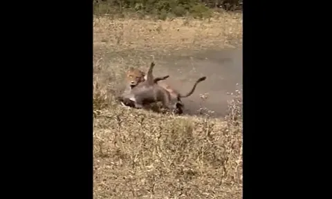 CLIP: Lợn bướu thoát chết ngoạn mục trước nanh vuốt tử thần