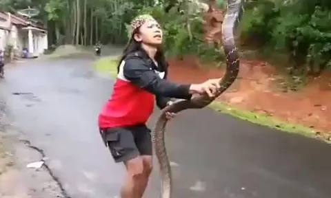 CLIP: Cô gái dùng tay không bắt rắn hổ mang chúa dài 3m và cái kết khiến người xem 'sốc' nặng