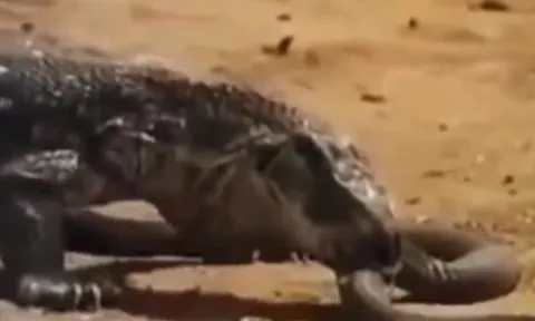 CLIP: Đối đầu với rồng Komodo, rắn hổ mang chúa nhận cái kết bi thảm