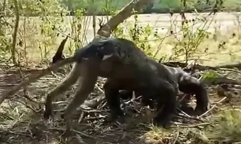 CLIP: Rồng Komodo tóm gọn rồi nuốt chửng khỉ trong vòng 'một nốt nhạc'