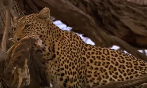 CLIP: 'Đói quá hóa liều', báo hoa mai gặm nát gốc cây để săn cú mèo