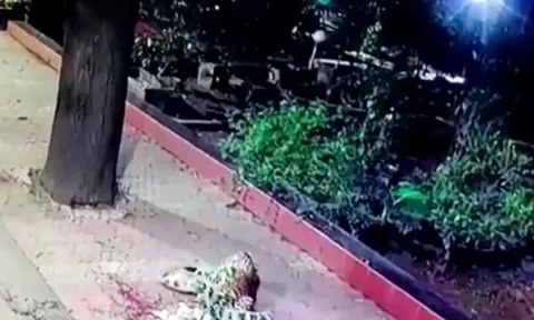 CLIP: Báo hoa mai lẻn vào nhà dân, tóm gọn chó nhà trong 'chớp mắt'