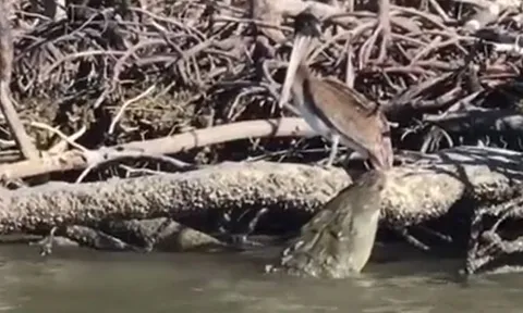 CLIP: Đi săn bồ nông, cá sấu phải đón nhận cái kết đầy xấu hổ