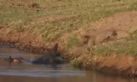 CLIP: Thấy cá sấu đang mukbang, báo hoa mai cũng muốn góp mặt nhưng thái độ của 'chủ nhà' mới gây chú ý