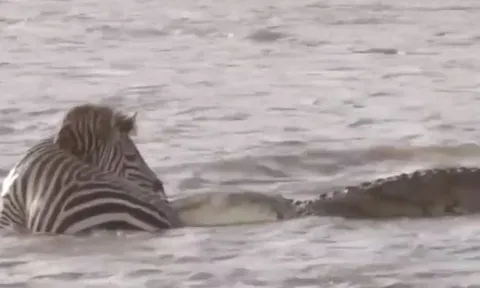 CLIP: Bị cá sấu cắn vào chân, ngựa vằn nổi điên cắn kẻ đi săn và cái kết gây chú ý