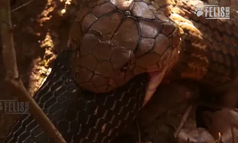 CLIP: Kinh hãi trước màn ăn thịt bạn tình của rắn hổ mang chúa