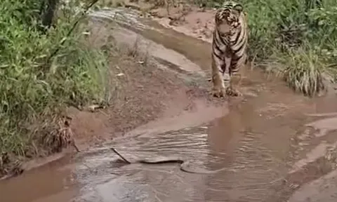 CLIP: Đụng độ rắn hổ mang, hổ làm ra hành động khiến người xem 'sốc'