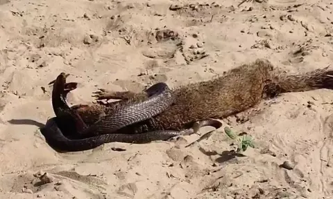 CLIP: Đụng độ cầy Mangut, rắn hổ mang biến thành miếng mồi ngon cho 'sát thủ của các loài rắn'