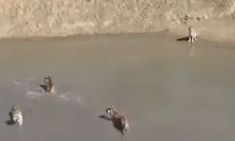 CLIP: Rủ nhau đi săn vịt trời, đàn hổ nhận ngay cái kết 'muối mặt'