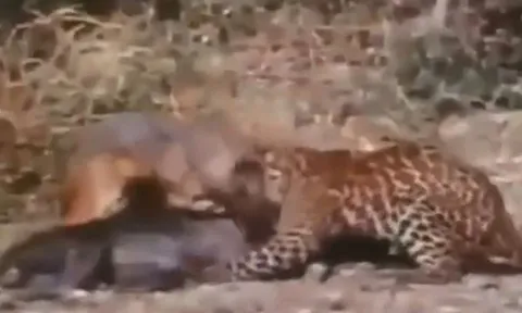 CLIP: Liều mạng cướp mồi của báo hoa mai, cáo nhận cái kết đầy bi thảm