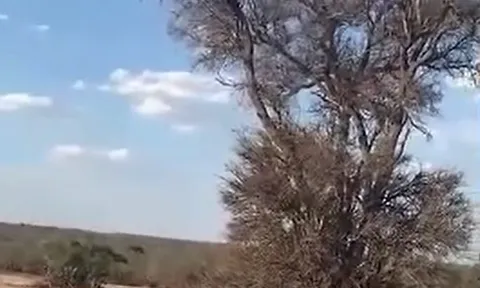 CLIP: Báo hoa mai liều mạng leo cây săn khỉ và cái kết