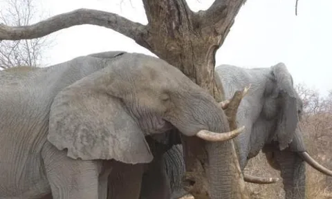 Tại sao voi 1 ngày chỉ cần ngủ 2 tiếng đồng hồ? Có phải muốn dành thời gian nhiều hơn để ăn?