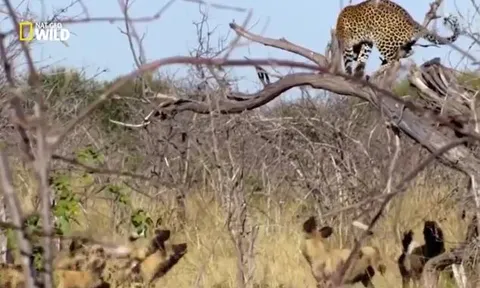 CLIP: Bị đàn chó hoang truy đuổi, báo hoa mai sợ hãi nhảy tót lên cây chạy trốn