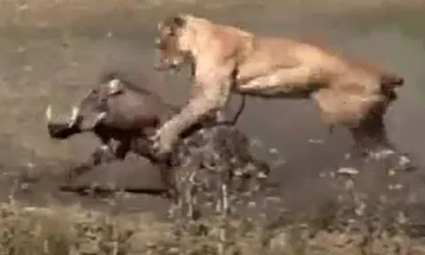 CLIP: Bị sư tử tóm được, lợn bướu vẫn thoát chết ngoạn mục