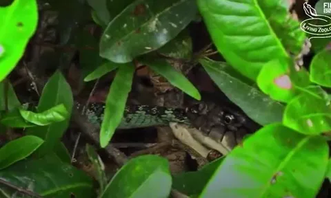 CLIP: Đụng độ rắn hổ mang chúa, rắn Viper Malabar đón nhận cái kết cực kỳ đau đớn