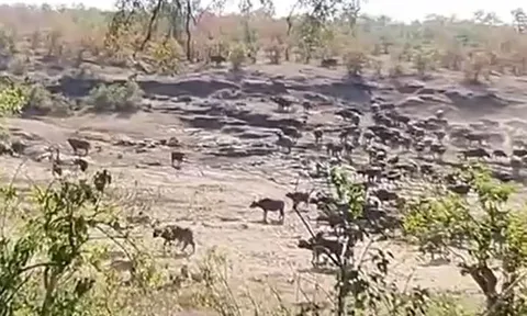 CLIP: Bị cướp con non, 500 con trâu rừng rủ nhau tới 'tính sổ' sư tử và cái kết