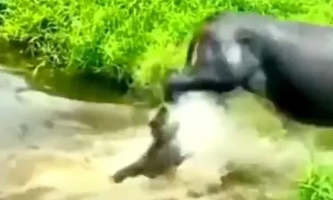 CLIP: Cắn chân trâu, con chó bị đá vỡ mồm